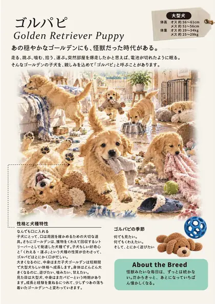 ゴールデンレトリバーの紹介 / Golden Retriever introduction